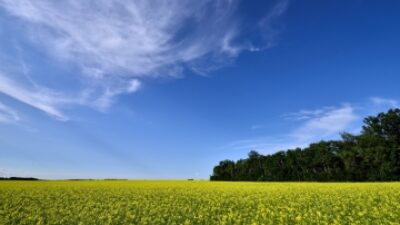 Manitoba canola field